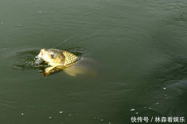 技巧|垂钓前怎样配置鱼线,是每一位钓鱼人都该掌握的技巧!
