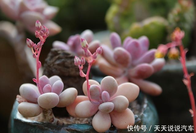 这些花就适合小盆养,耐旱,怕涝,浇越多死越快