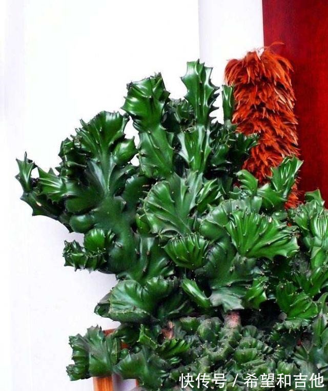 量天尺|霸气“镇宅花”,就选这6种,家里养一棵,子子孙孙,贵人辈出