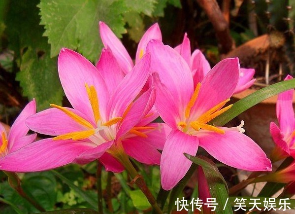 人际交往!此花花色鲜艳且香气浓郁,超凡脱俗的花姿令人心动,象征纯洁的爱