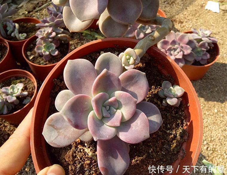 夏季|有1片叶子就能活的紫乐,夏季盆栽,注意3点才叶子肥美