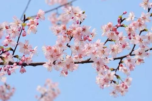 “史上最早”樱花季来了？梅花表示不爽：我还没红够呢