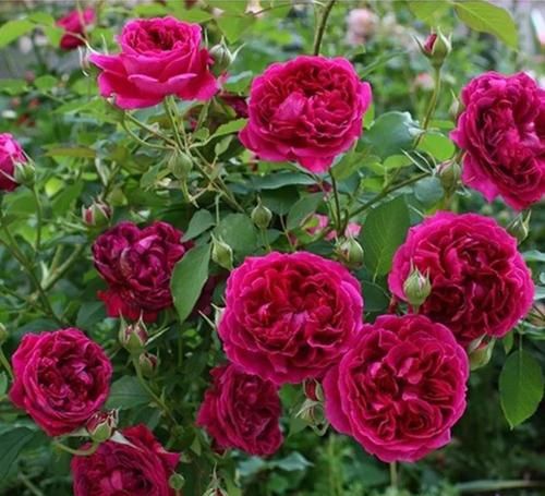 推荐10款红色系月季，每一款都惊艳，你最喜欢哪一款？