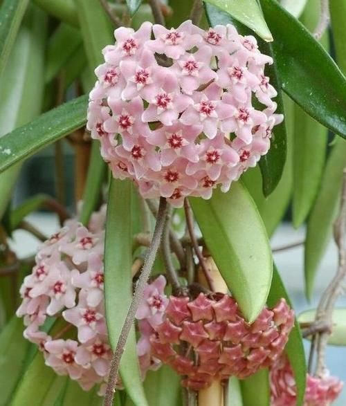 此款花草适合新手养殖，花香易打理，养在客厅美极了