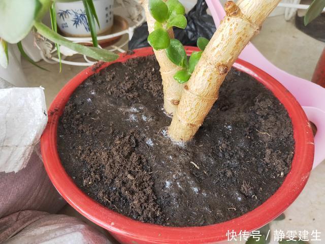 养花盆土干硬,一种营养水浇进去,10分钟变松散,好用