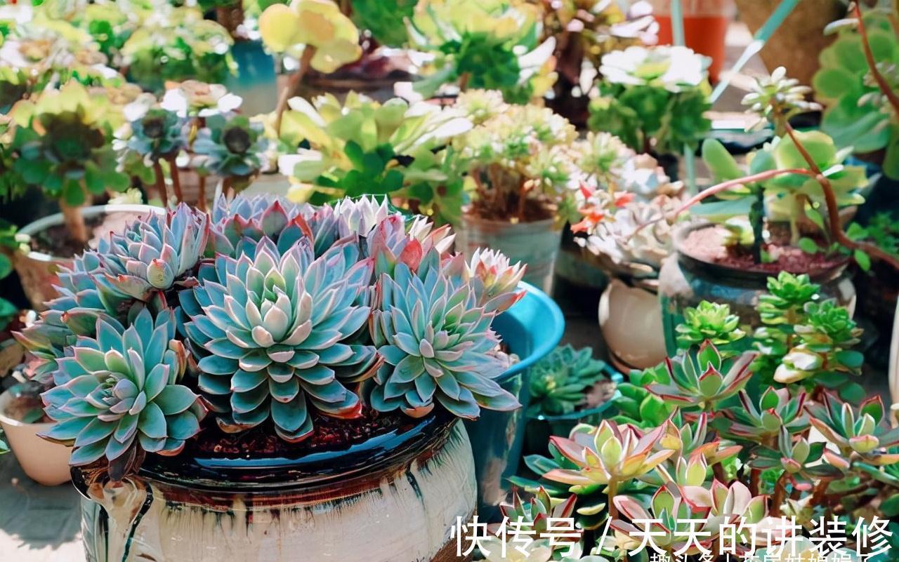 阳台再小，只要把它们养好，晒晒就能开花，打造成漂亮的小花园