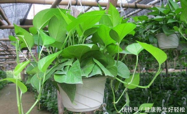 这3种花夏天一定要远离阳台,否则晒几个小时就会枯萎,满盆黄叶!