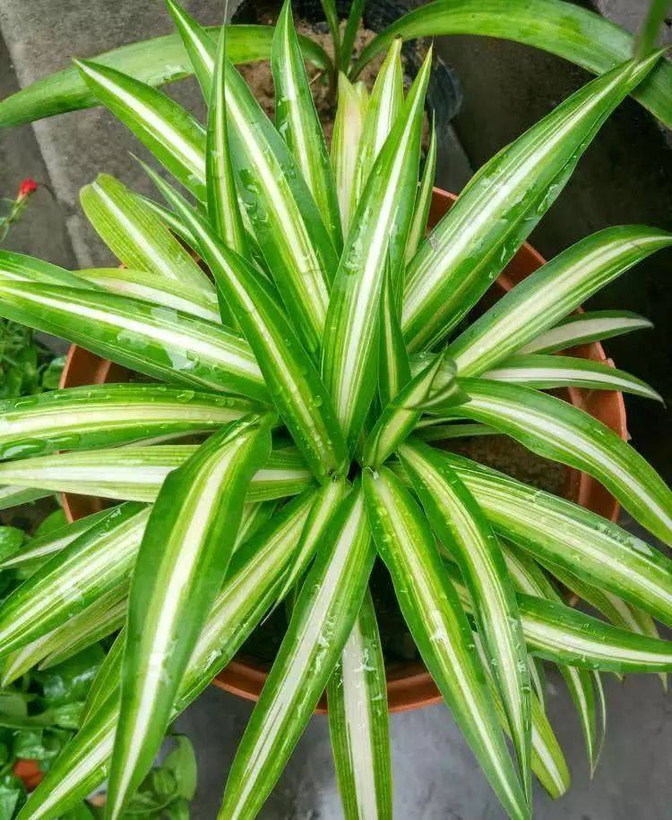 吊兰盆里加点这个，15天爆满盆，叶片又宽又大，抽穗多到剪不完