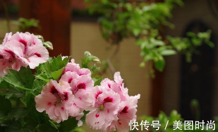 小院|荒废多年的80㎡小院,2年半时间打造成下沉式花园,太漂亮了!