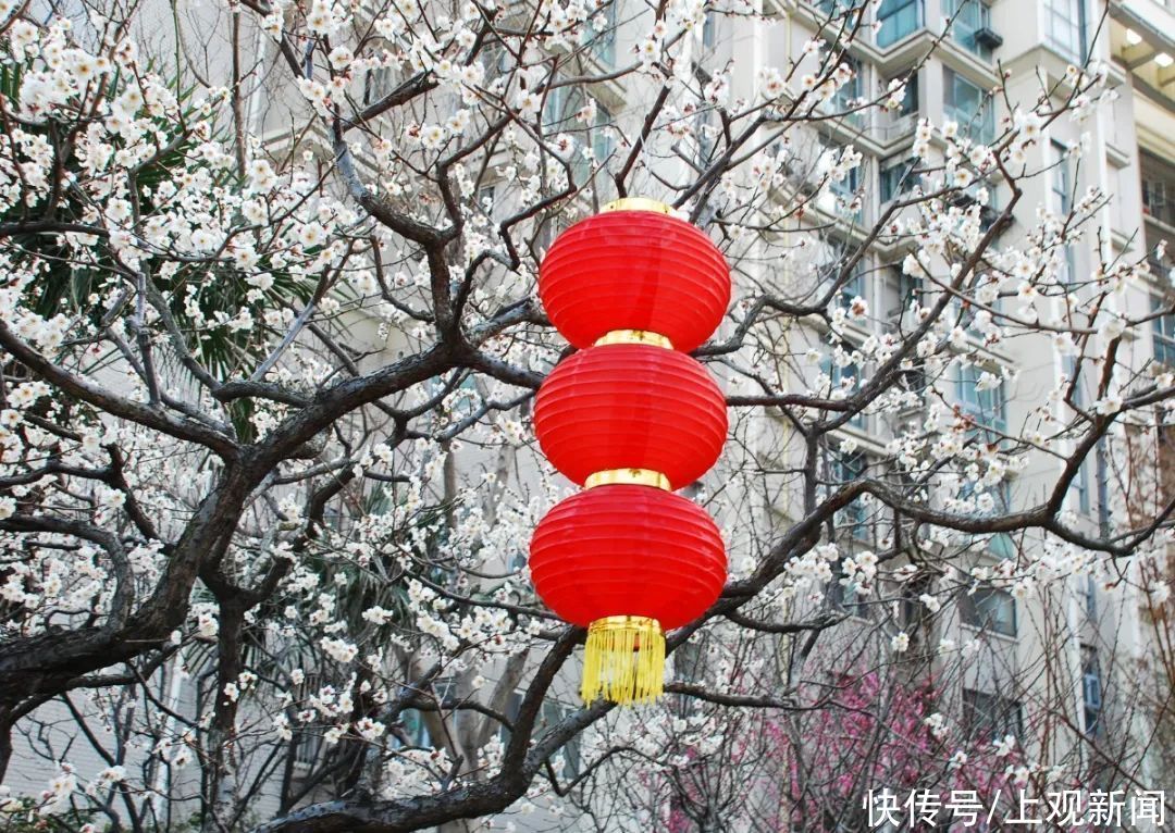 走进|梅开五福！普陀这里简直“美爆了”