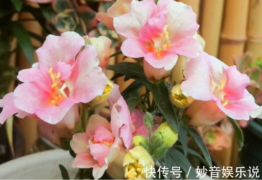 开花机|家里阳台必养此款花卉，365天开花不断，花团锦簇，比牡丹还美