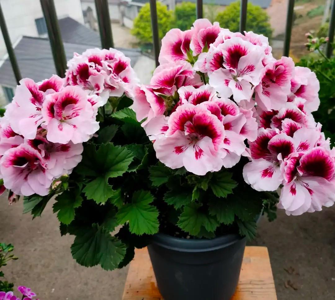 阳台必养盆栽花-天竺葵,如果非要给理由,这“8个”够不够?