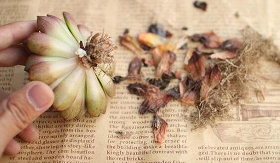 植物|刚买回来的多肉植物要注意