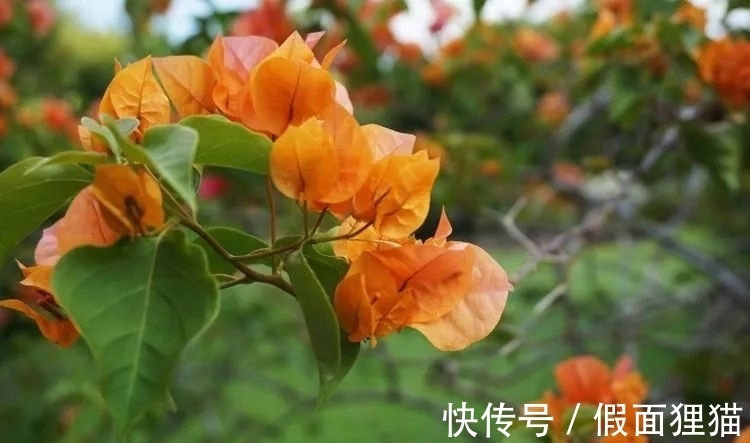 桃花运|1月份，桃花荡漾，撞上真情，姻缘到手，收获意外幸福的4大生肖