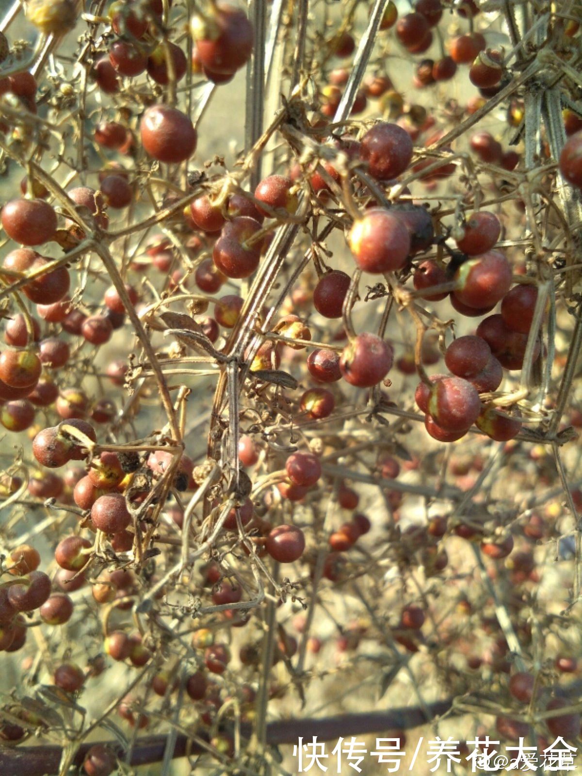 6种植物，是天然的染色剂，古代只有皇家才能用