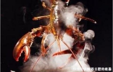 瑞士|瑞士厨师被龙虾难倒,一定要弄晕再烹饪,中国厨师只用两字就搞定
