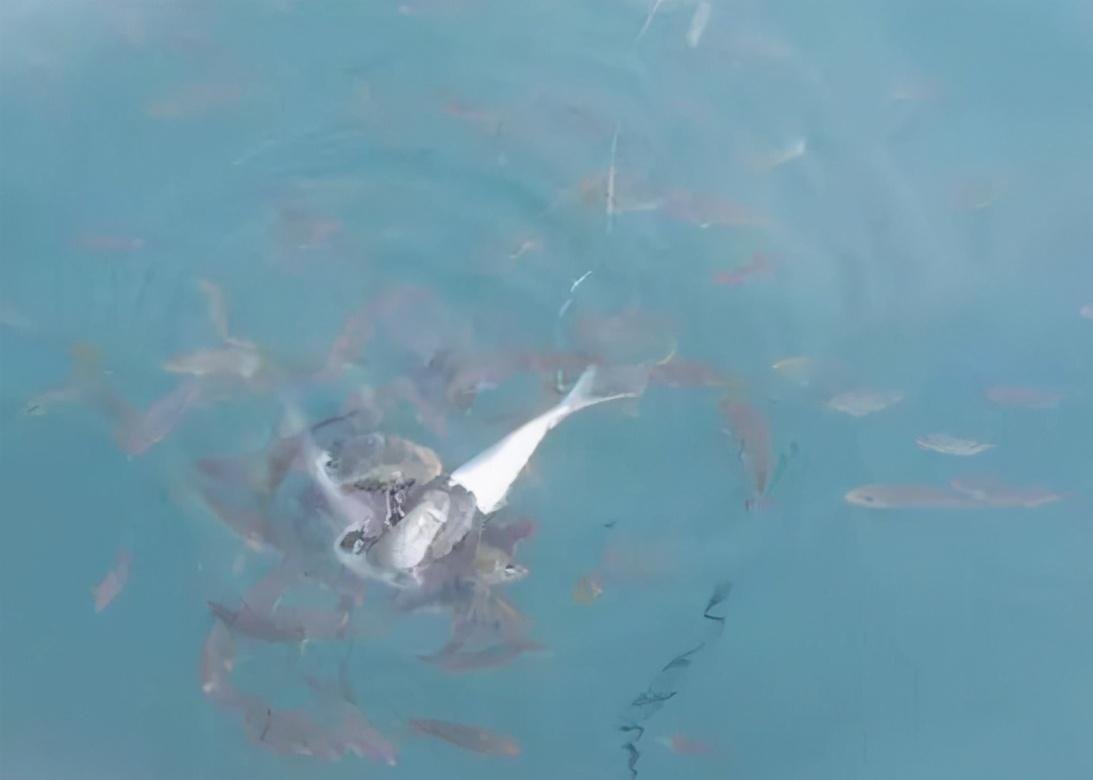 水域|钓大鱼，如何避免小鱼闹窝？五招解决，所有水域通用