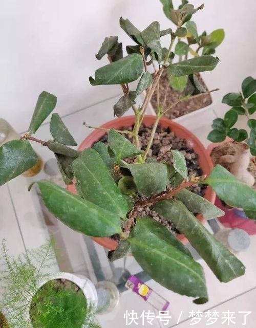 空气干燥|冬天把花搬暖气房就安全了?忽略了这一点,反而被热死!