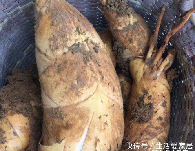 浪费|买竹笋,挑长的好还是粗的好?菜农:买错了难吃,浪费钱!