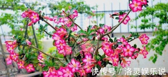 沙漠玫瑰不开花简单“4步”操作,30天开成“玫瑰树”