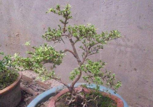 六月雪做成盆景,枝叶清秀,开花似雪,姿态优美