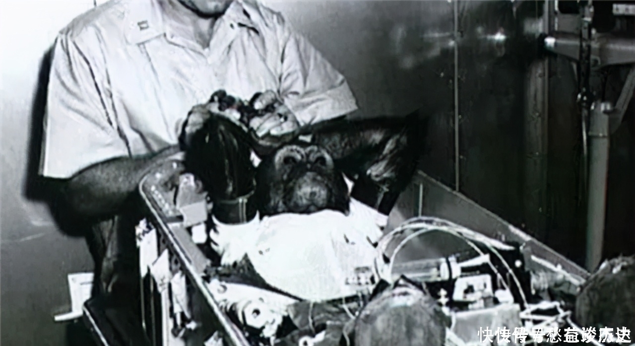 飞船 59年前,被美国送上太空的黑猩猩“宇航员”,最后结局如何?