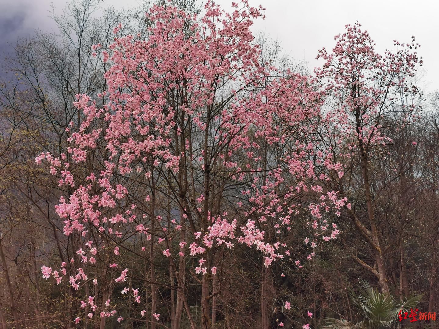 花花花花，漫山遍野开啦！北川辛夷花生态旅游节在九皇山开幕