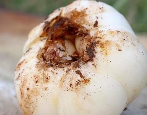 营养物质|女性不想快速衰老,记住常吃碱性食物,激发雌激素更有“女人味”