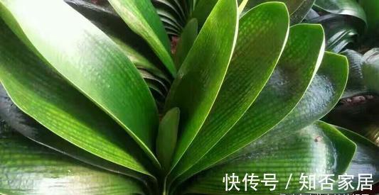 君子兰开花有诀窍，牢记多晒太阳，少浇水勤施肥，注意温差这几样