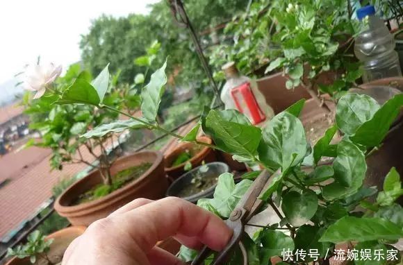 妙招|茉莉花这么养，花争着开，只需几个妙招，修剪是重点