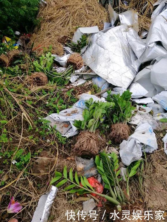 路边一堆“名贵花”,丢人也要捡,捡回家养2个月就开花!