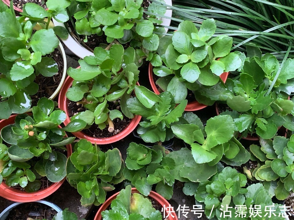 修剪|长寿花、天竺葵“快睡醒了”,准备2种肥撒盆里,9月呼呼冒