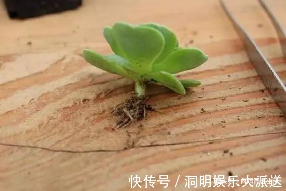 网购多肉要谨慎,两毛钱一棵,叶子掉光了,教你快速拯救多肉