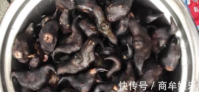 牛角|秋天最该吃的不是栗子,而是它,补血益气营养高,煮着吃真香!