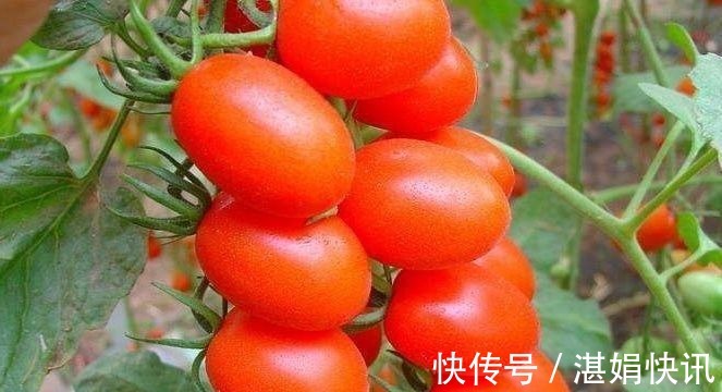 宝妈|怀孕期间记得多吃此种水果!不仅宝妈好,生下的宝宝非常白