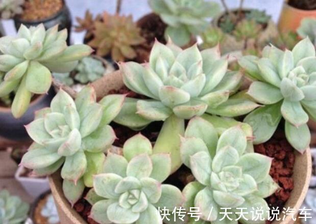 多肉月亮仙子出状态难,掌握3个方法在温差大的环境下,叶色娇美