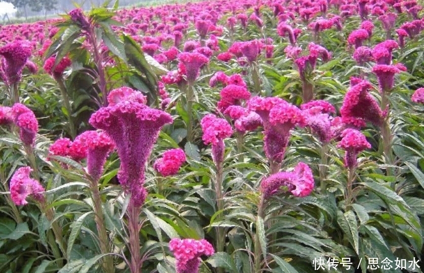 这种大红花在农村称“鸡冠花”,炒肉吃是一绝,连治病也有奇效