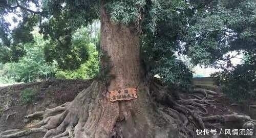 贡木是什么香味 贡木是什么香味