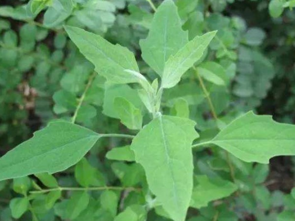 老少皆宜|野菜中的“4金刚”,钙含量竟是牛奶的3倍,现在吃还不晚!