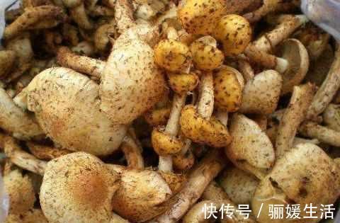 桦树菇菌|患上糖尿病，别光顾着吃药，多吃这几种食物，血糖稳稳降下来