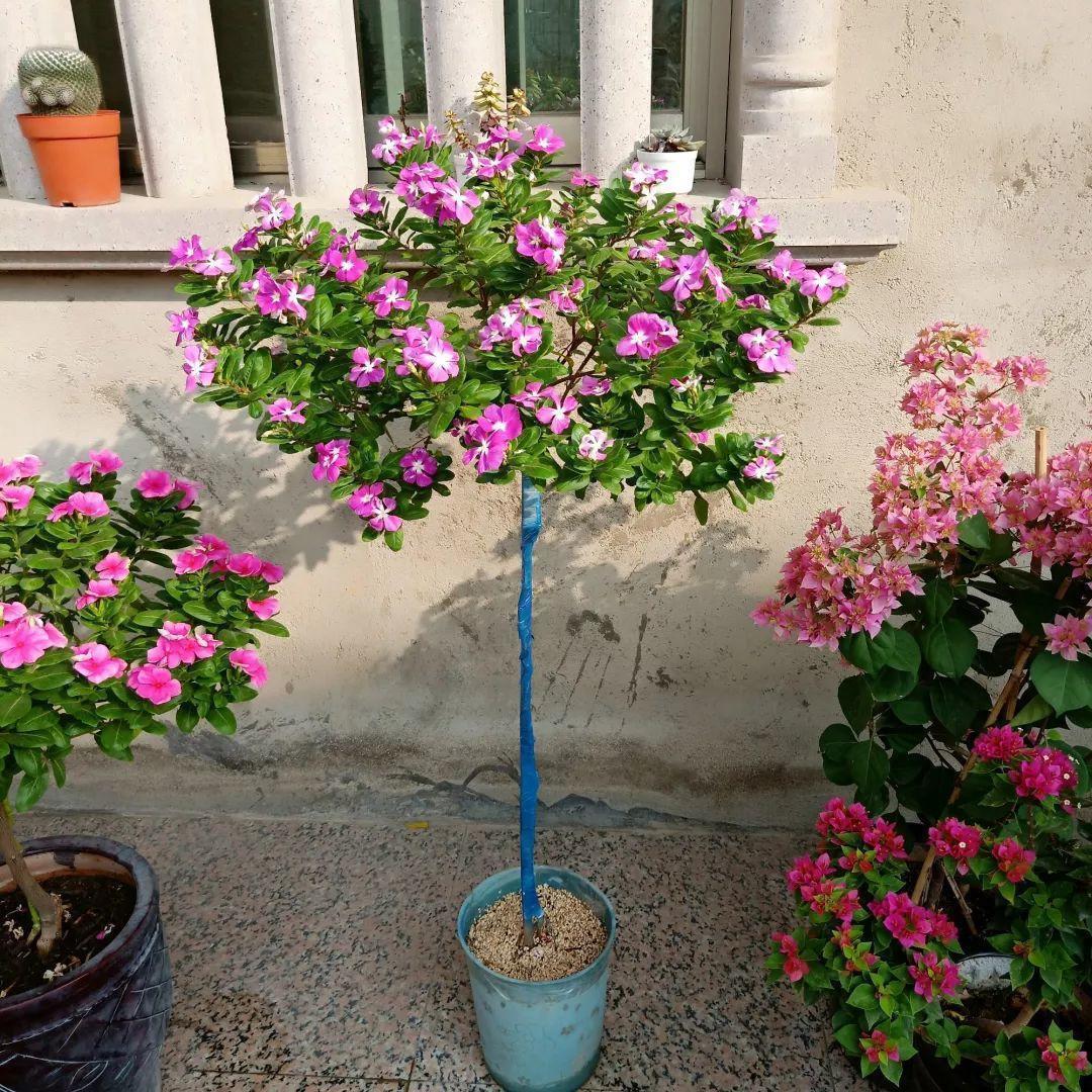 身价|5块钱一盆的花,养1年变老桩,身价翻了上百倍!