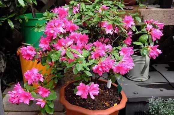 盆栽|夏天别买4种花,一拿回家就“掉花苞”,搞不好还烂根