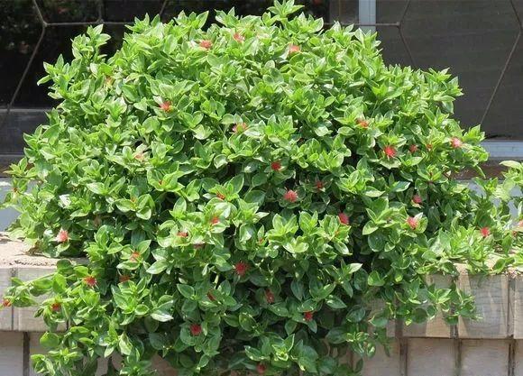 盆栽牡丹吊兰，2种养法，勤人“养成菜”，懒人“花爆盆”