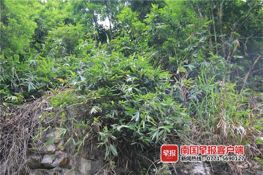 新品种 首次向世界公布！崇左发现竹科新品种“中越悬竹”