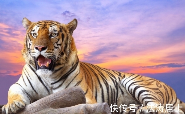 福泽|大金虎：哪季节出生的属虎人，福泽深厚，事业易成功，看看有你吗