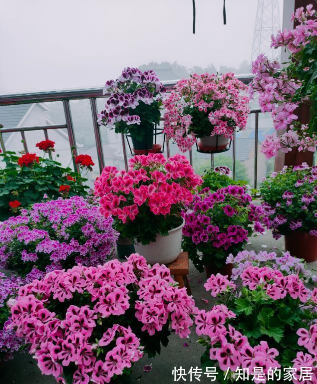 多元素|5种“漂亮花”,秋天乱修剪?小心来年,一年没花看