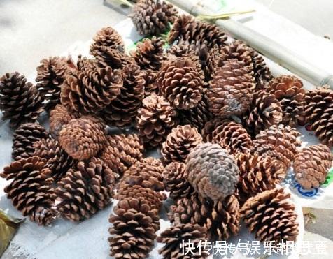 松塔|营养土不用买,2种“垃圾”丢盆里,养啥都旺,不怕板结很透气!