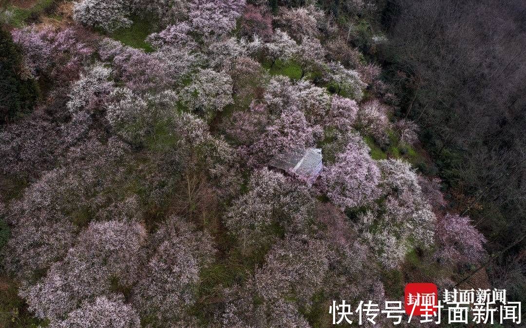 郎骑竹马来|青梅花开满 百花迎春归