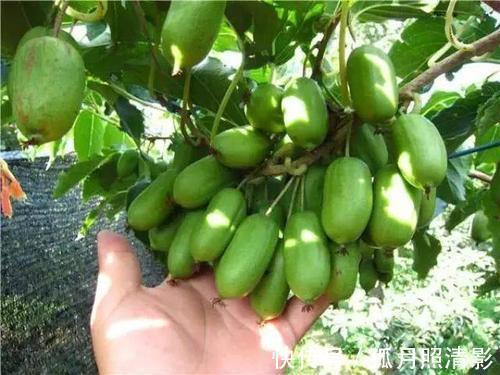 阳台别光养花草,种2棵果树,沾土就能活,新手也会养