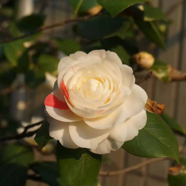 僵蕾|为何山茶花有花蕾但不开花?台长来说说山茶花的养护秘笈!